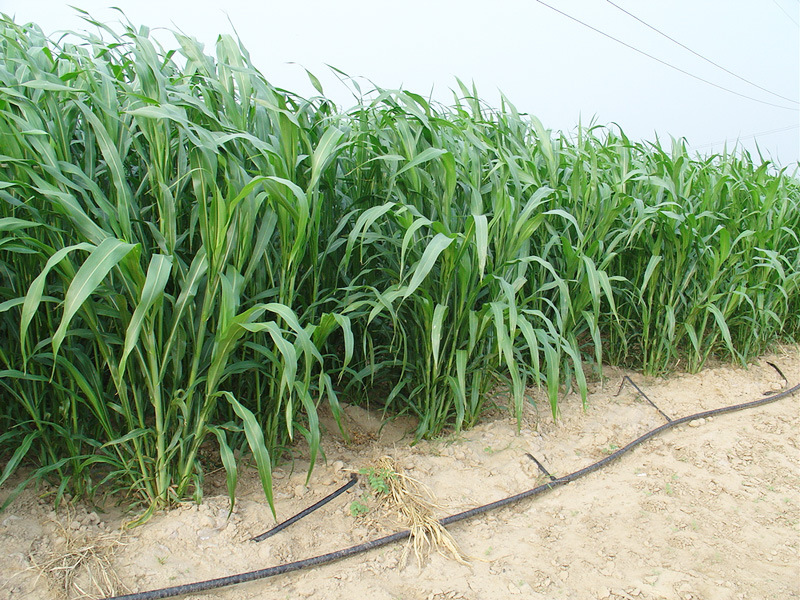 苏丹草种子 鱼草种子 高丹草种子 进口牛羊渔猪高产畜牧草种子包 50斤