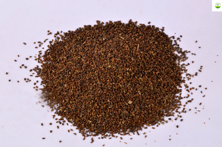 文静花坊 二月兰花种子易种易活二月兰花籽多年生宿根诸葛菜耐阴耐寒