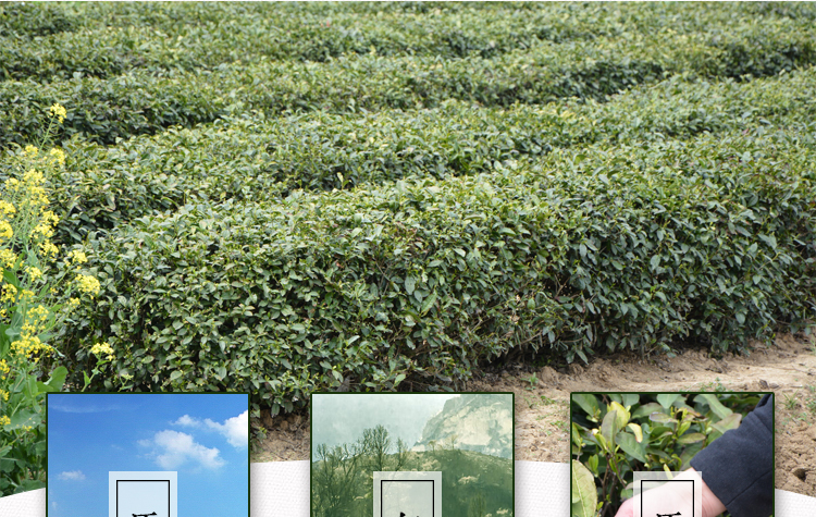 南京特产雨花茶一份