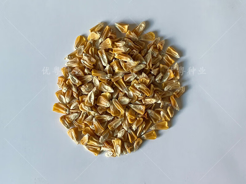 细辛广东农科院正甜68超甜水果玉米种孑特大产能玉米种子甜玉米种籽子