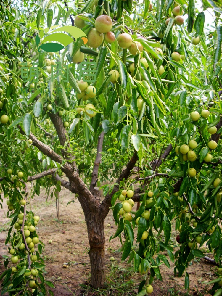 (正常發貨)靜劍紅塵 嫁接棗樹苗 沾化冬棗2代特大棗樹樹苗南北方種植