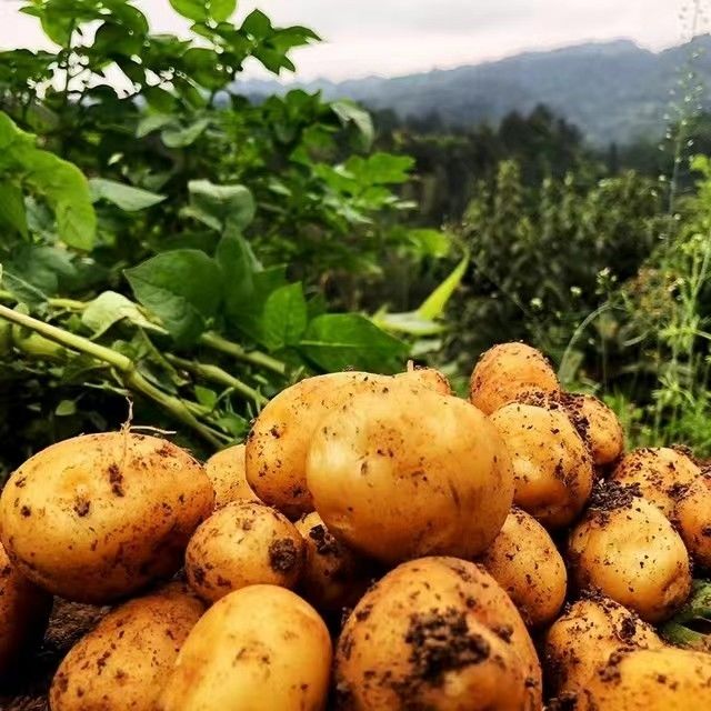 貴州特產威寧黃心洋芋高山土豆馬鈴薯當季新鮮農家自種精選大果土豆10