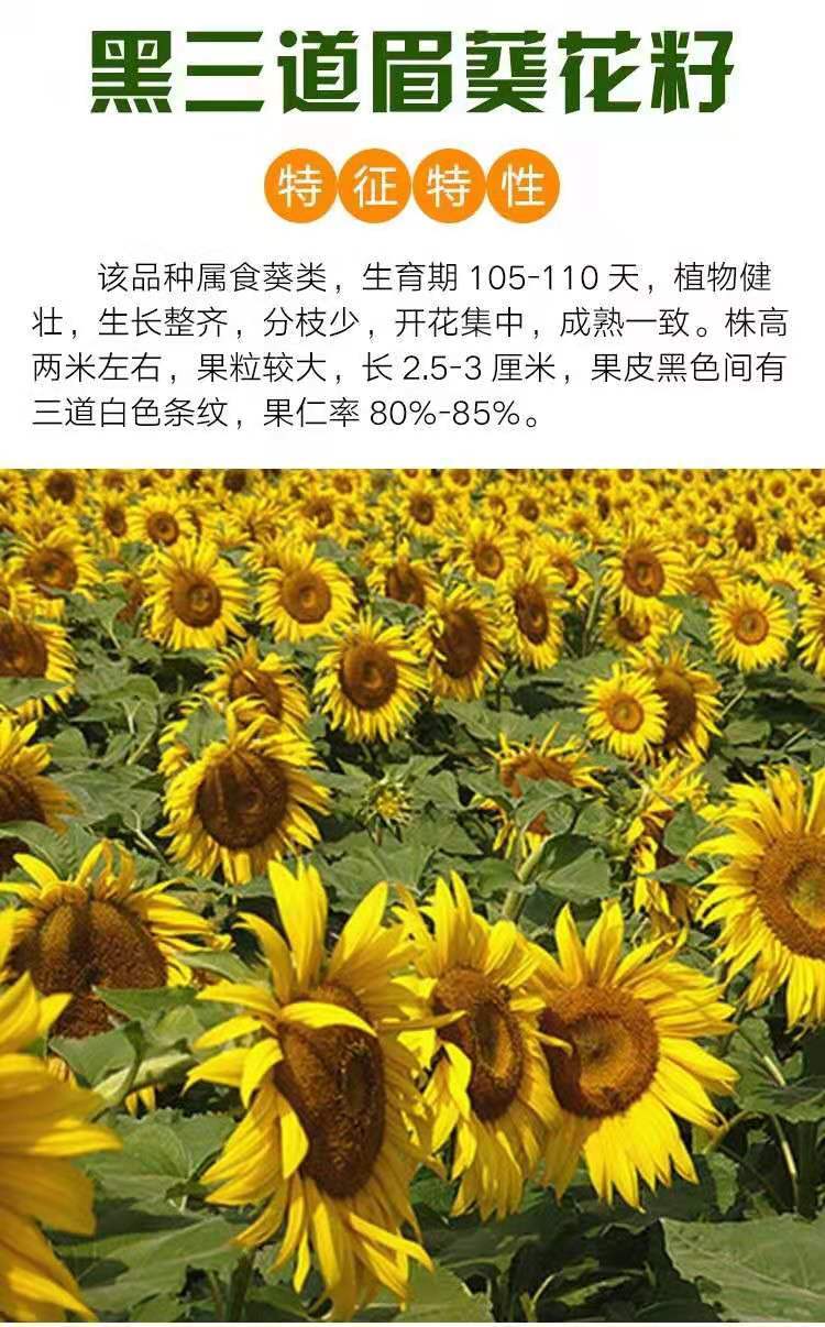 大型食用向日葵种子高产瓜子种子大粒饱满葵花籽阳台庭院大田种植 -量