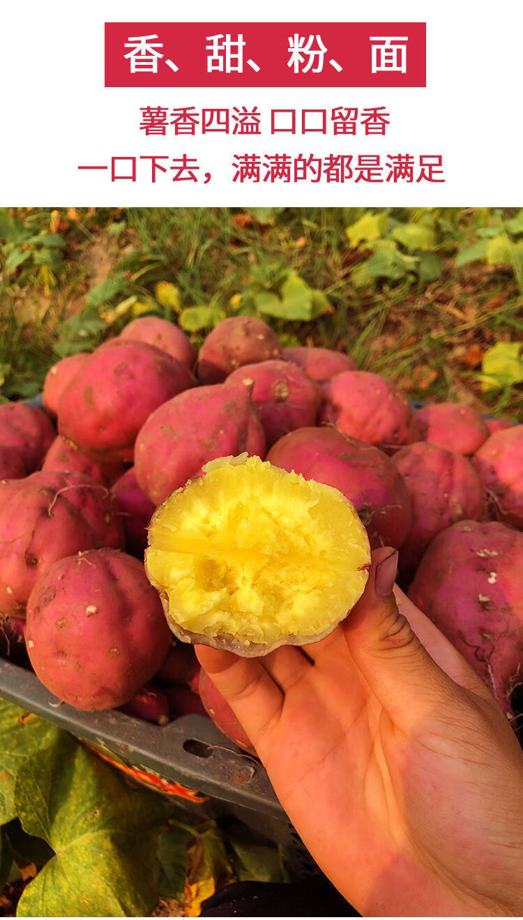 【精品】海南澄迈沙地桥头富硒地瓜新鲜红薯桥沙板栗薯2/10斤 中大薯5