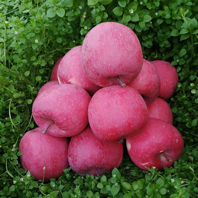 庆阳直发9斤装甘肃庆阳苹果水果红富士苹果冰糖心当季孕妇水果85mm含