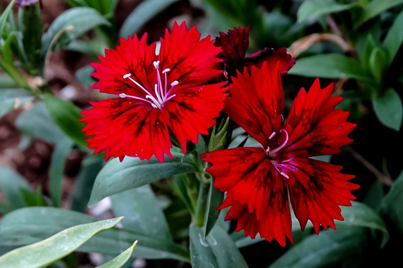 大花石竹 五彩石竹花苗盆栽花卉植物四季庭院绿化耐寒常夏带开小绿植