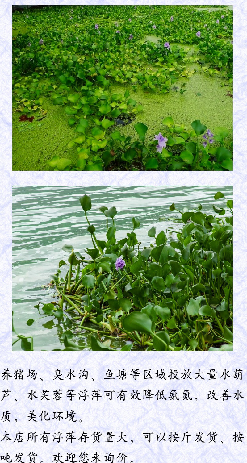森渊水葫芦浮萍水生植物养鱼养龟鱼缸造景净化水质鱼塘水草种子水芙蓉