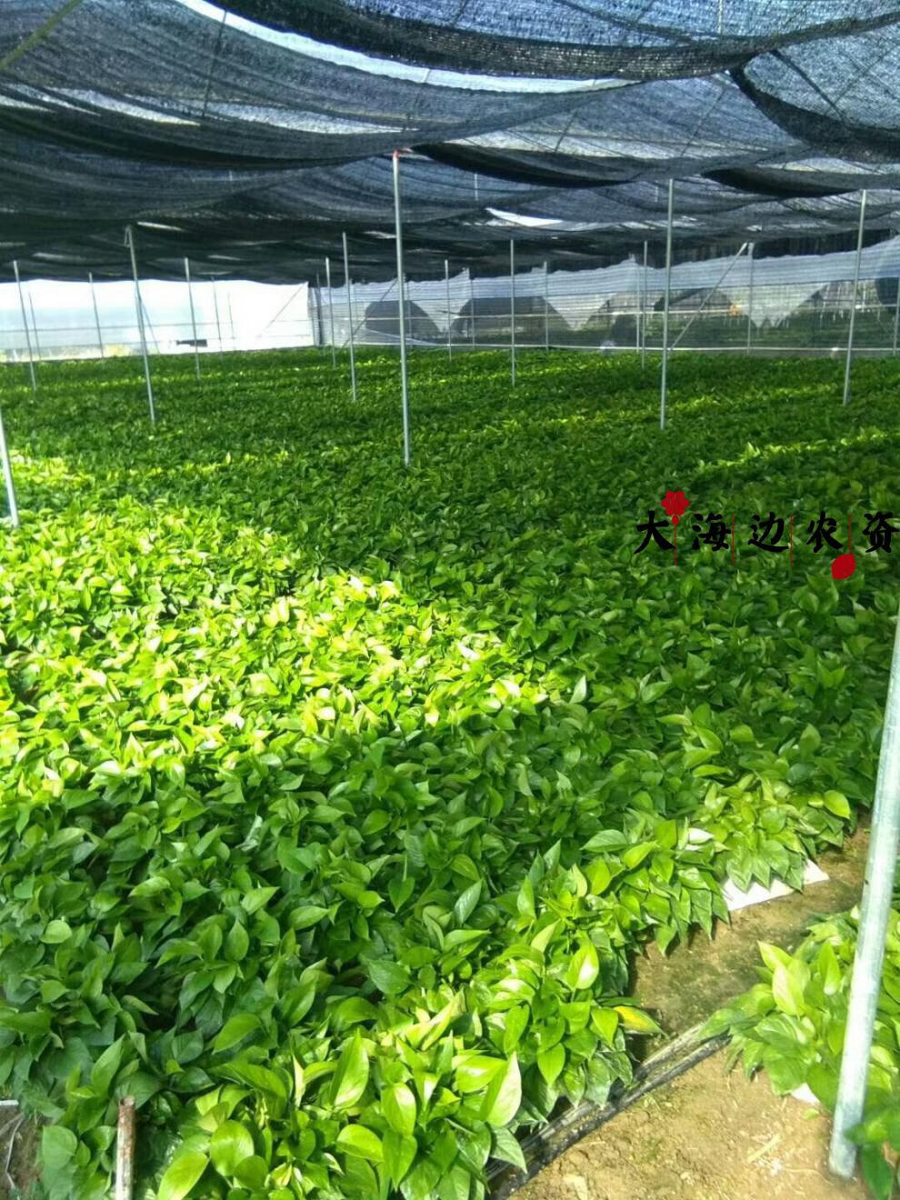 大叶绿萝盆栽室内绿箩植物吸除甲醛绿植水培植物盆栽花卉基地批发
