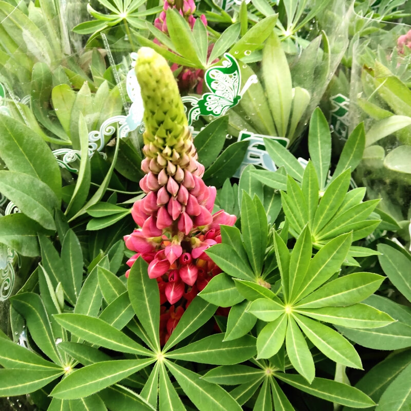 鲁冰花盆栽大苗带花羽扇豆花苗庭院阳台花卉喜阳耐寒地栽西瓜红大苗带