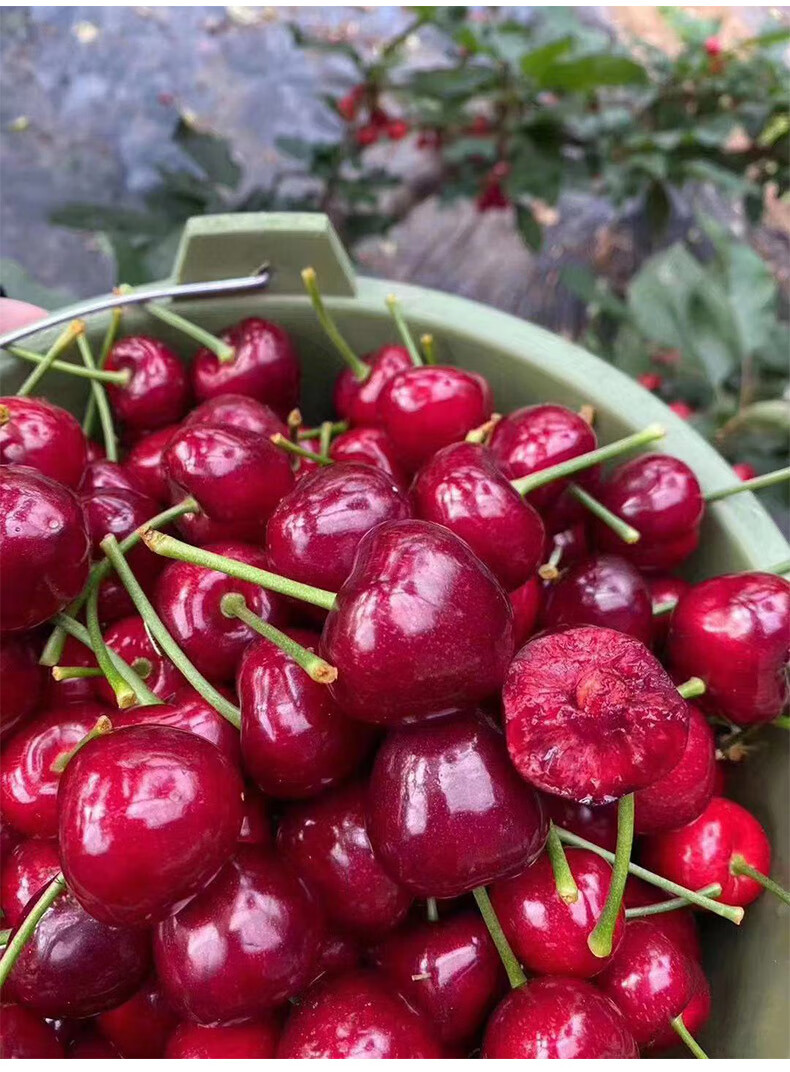 大连山东美早大樱桃现货应季新鲜水果车厘子甜非智利国产5斤3j30mm含