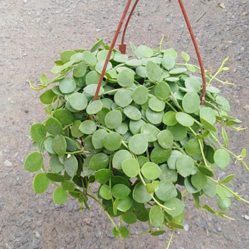 现货 吊兰百万心盆栽串钱藤爱之蔓钱多多垂吊藤蔓多肉植物室内垂挂