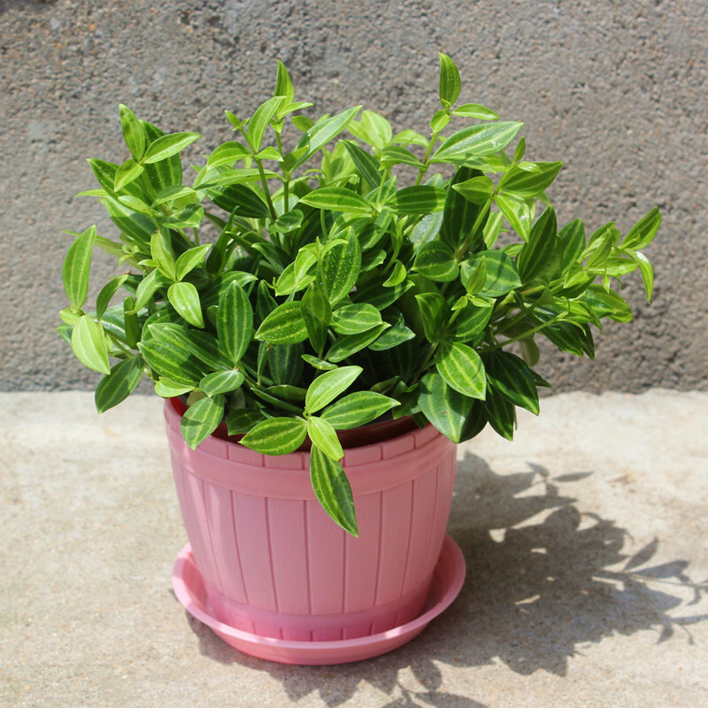 左漫源室内绿植花卉白脉椒草吊兰垂藤蔓藤植物净化空气 钻石翡翠配