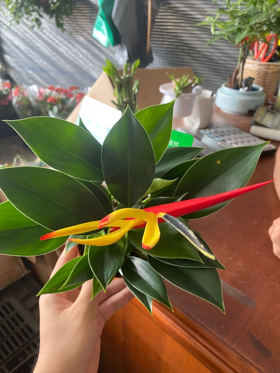 绿钻盆栽金钻蔓绿绒盆景办公室家居室内常绿植物清新空气绿植花卉