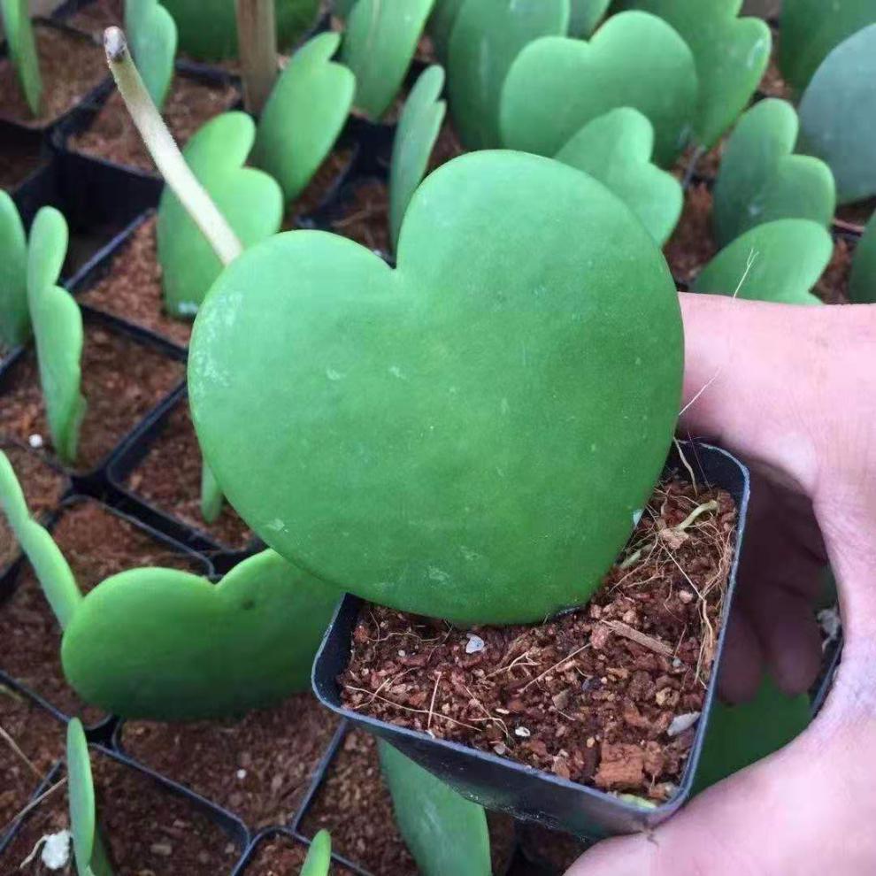 一片心多肉心叶球兰送女生日礼物绿植盆栽女神情人节520表白礼物无根