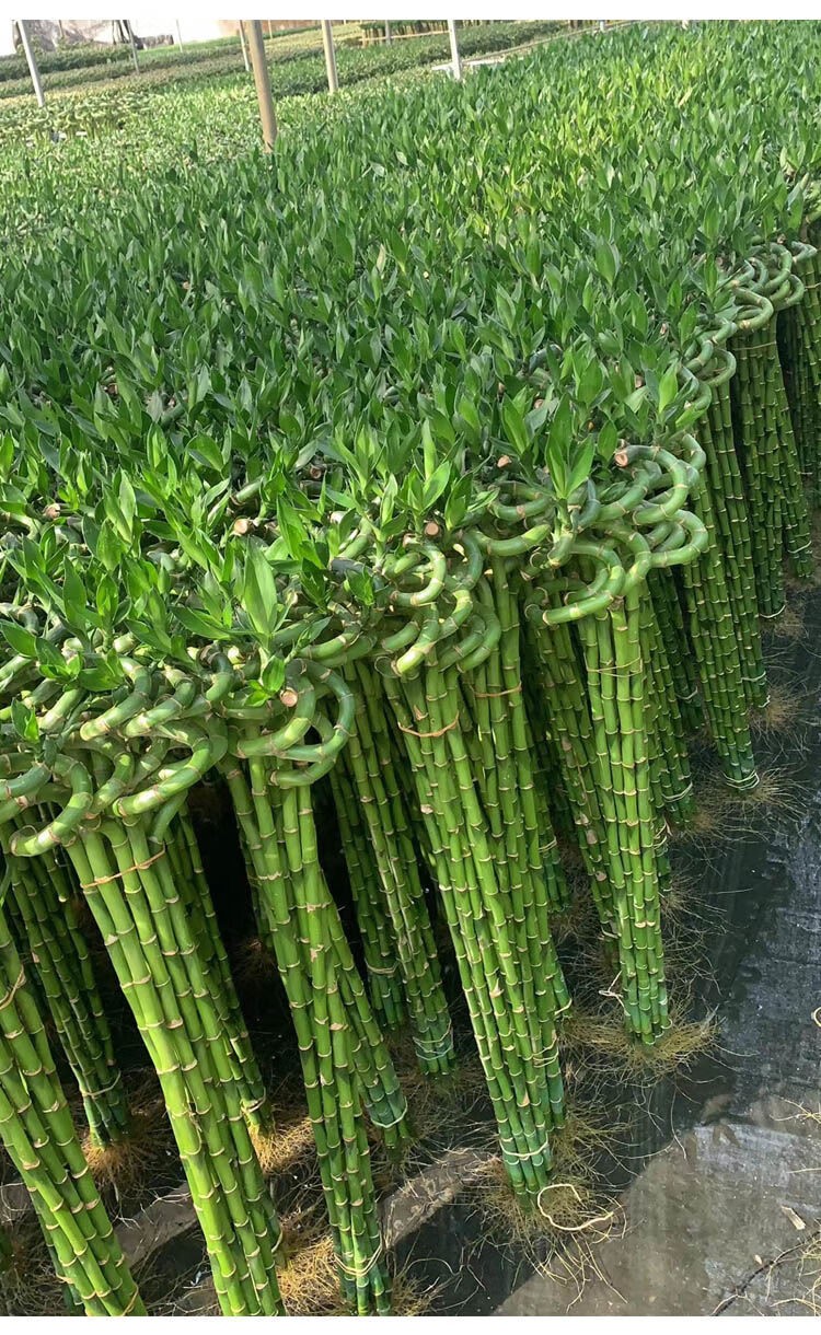 富贵竹水养龙竹转运竹水培绿植富贵竹盆栽植物室内带根四季常青45cm