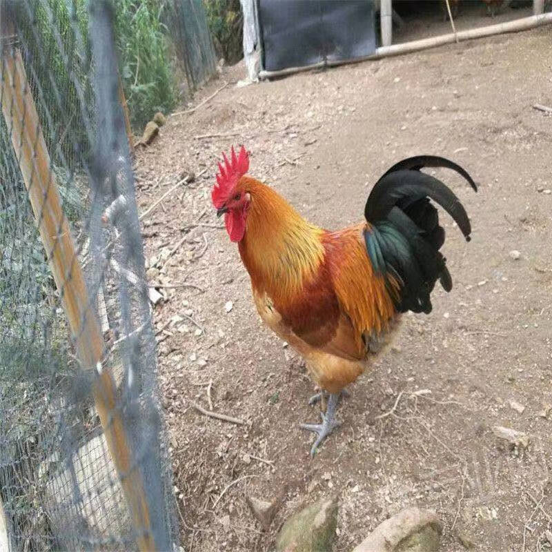 红瑶鸡苗种蛋可孵化小鸡受精蛋散养土鸡蛋包受精30枚