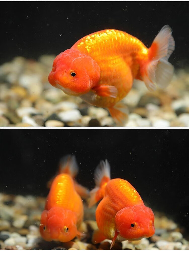 兰寿金鱼活体活鱼红白尾五花水墨重墨精品小尾寿冷水淡水鱼宠物鱼家养