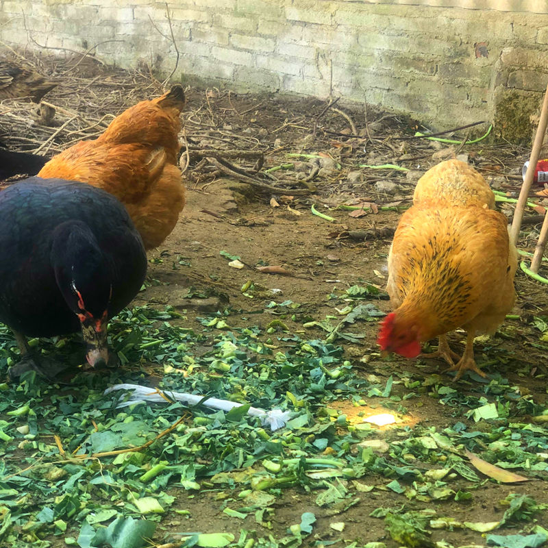 新鲜现杀正宗农家散养走地土鸡大阉鸡扇线鸡三黄老母鸡清远麻鸡项下单