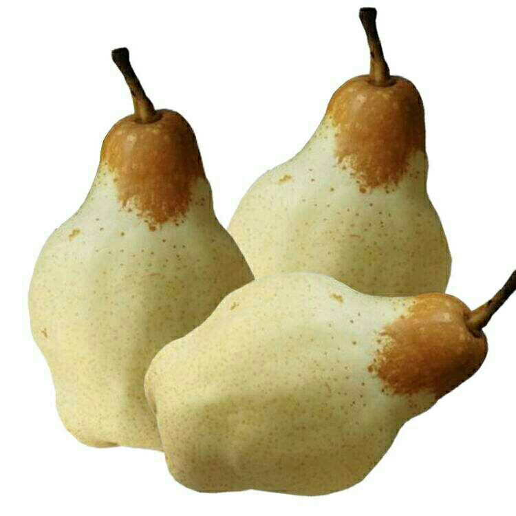 正宗贵妃梨油瓶里梨软甜赵州特产梨子太婆梨新鲜直发白色贵妃梨东北