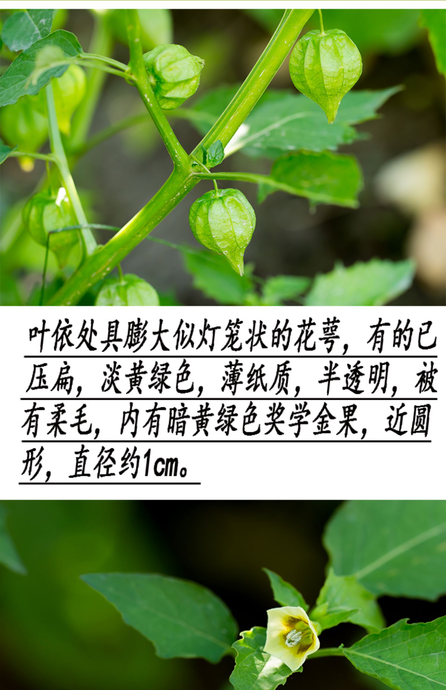 灯笼草主治图片