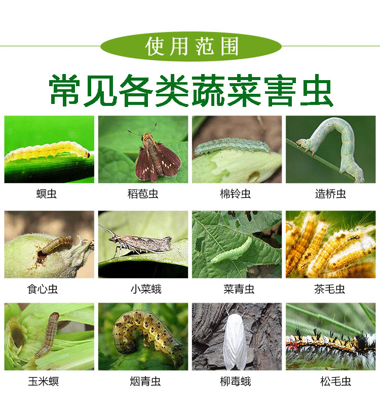 菜虫种类图片及名称图片