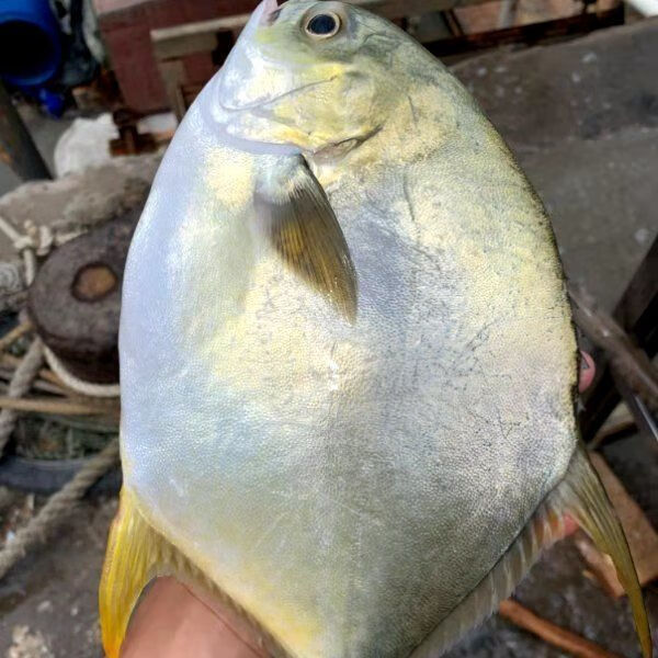 湛江海捕金鲳鱼新鲜活鲜速冻海鱼天然鲳鱼新鲜金仓鱼1条装大号1条1斤