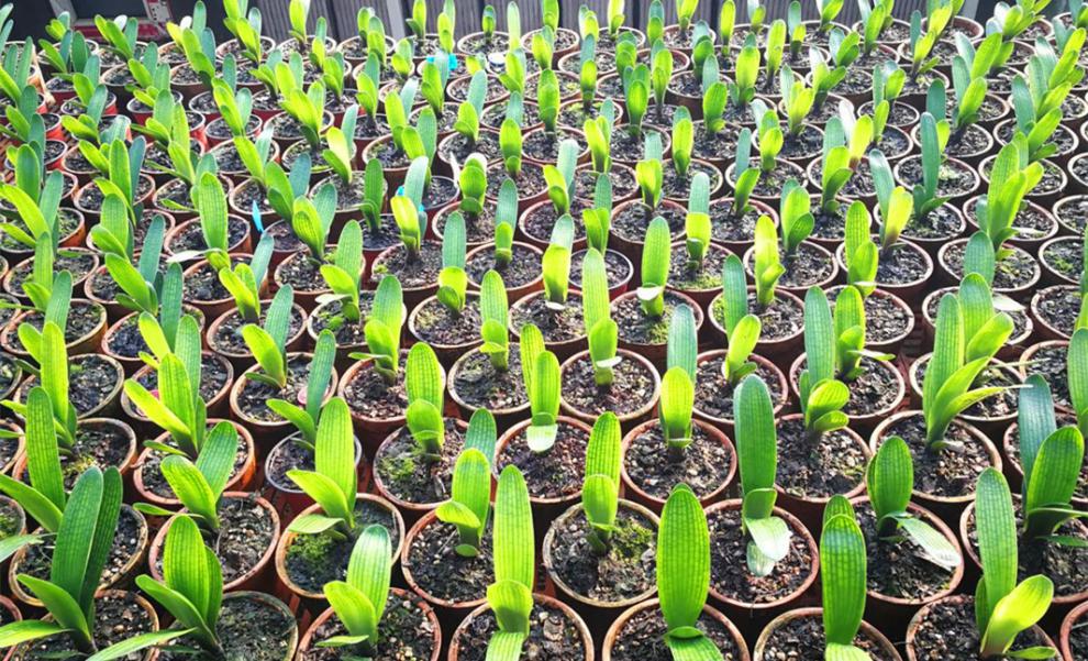 长春君子兰精品小苗钢板坑纹黄油匠室内绿植盆栽钢板坑纹黄油匠3叶子