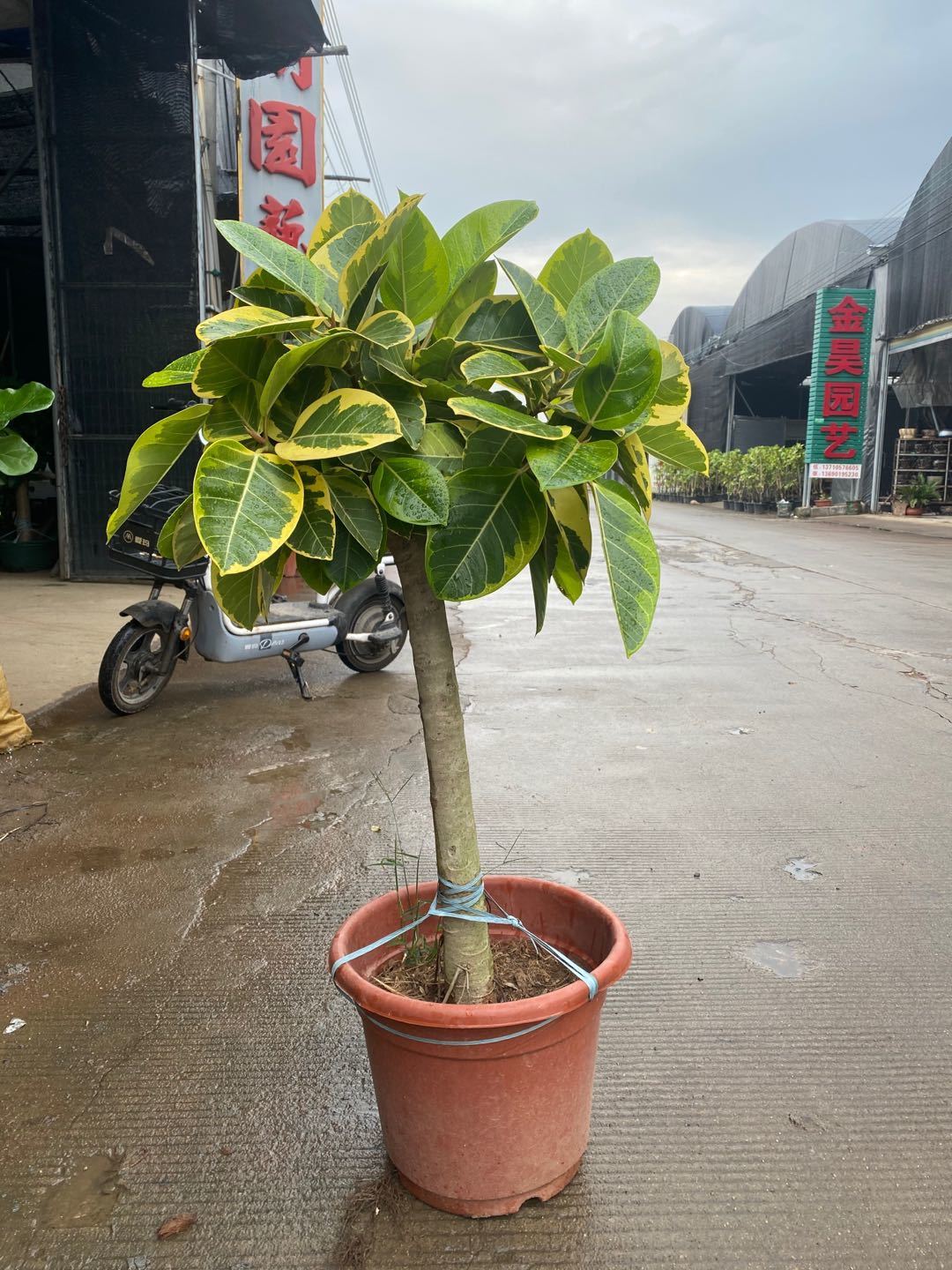 【送货上门】青叶橡皮树网红真绿植盆栽客厅大型盆栽北欧ins风吸甲醛