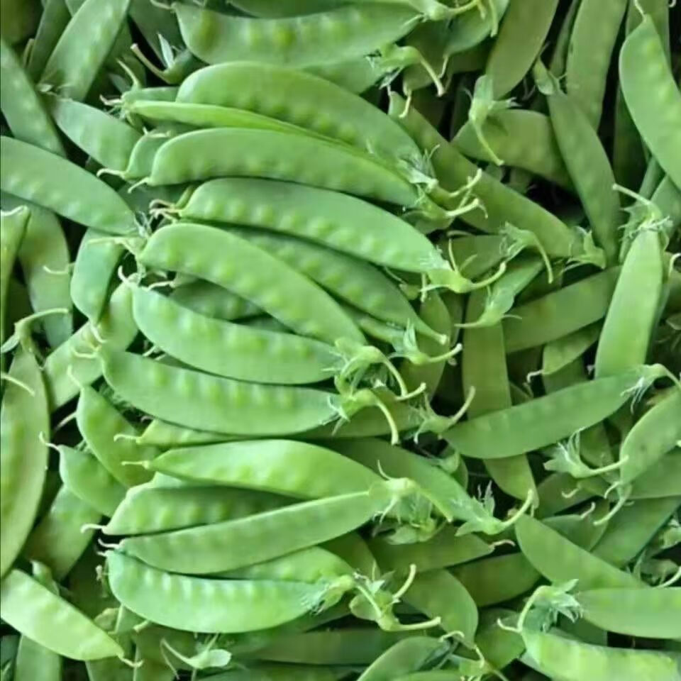 荷兰豆3斤云南新鲜农家蔬菜蔬菜碗豆扁豆豆角现摘现发批发5斤普通纸箱