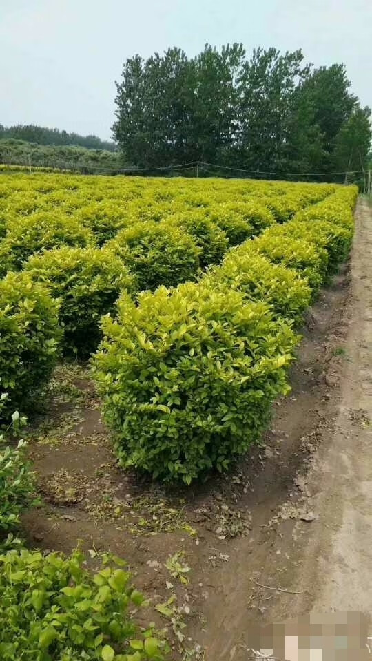 绿化花苗种类大全图片