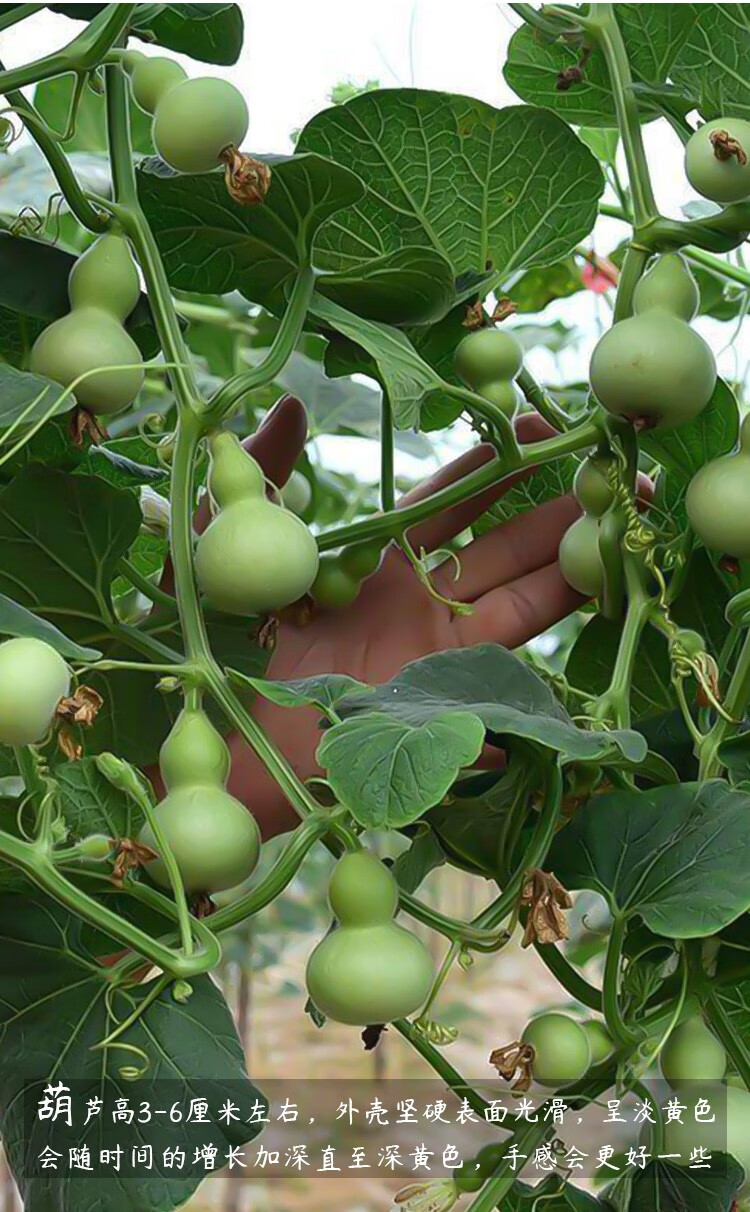 神禾 特小手捻葫芦苗种子草里金文玩盆栽 草里金手捻葫芦种子 10粒装