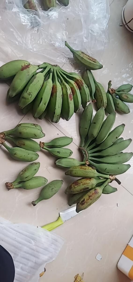 广西大芭蕉 牛角蕉 牛蕉 新鲜采摘青蕉发货 3斤5斤九斤 3斤芭蕉【图片
