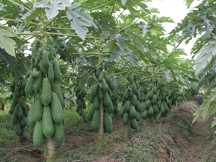 boussac番木瓜树苗 南方木瓜苗红肉木瓜苗 水果木瓜苗 木瓜种子 木瓜