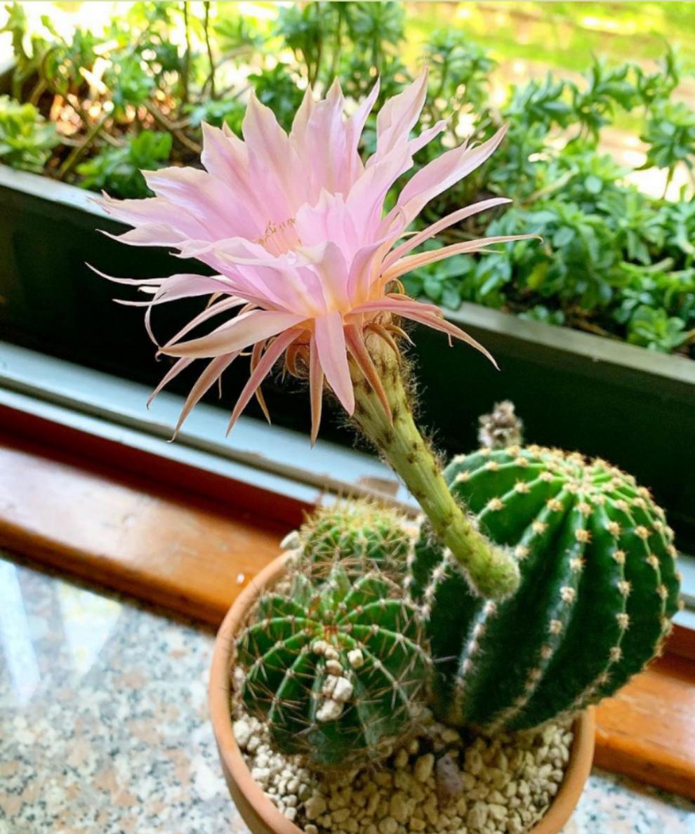 白花粉花短毛丸仙人球阳台趣味盆栽仙人掌好养活多肉植物白花短毛丸68
