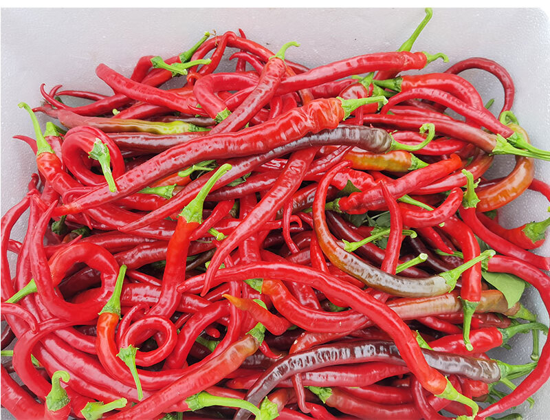 湖南本地农家自种新鲜红辣椒现摘现发二荆条线椒长 4斤【图片 价格