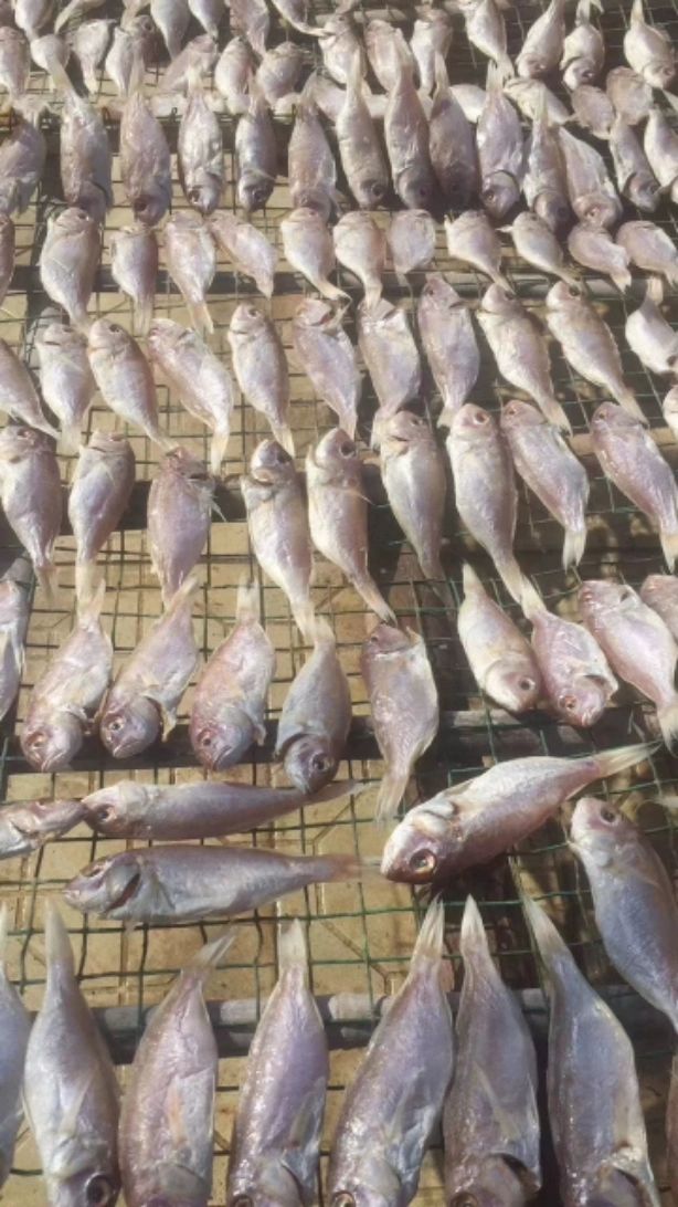 阳江特产一夜埕鱼干金丝咸鱼干红三鱼干红杉鱼干250g半斤