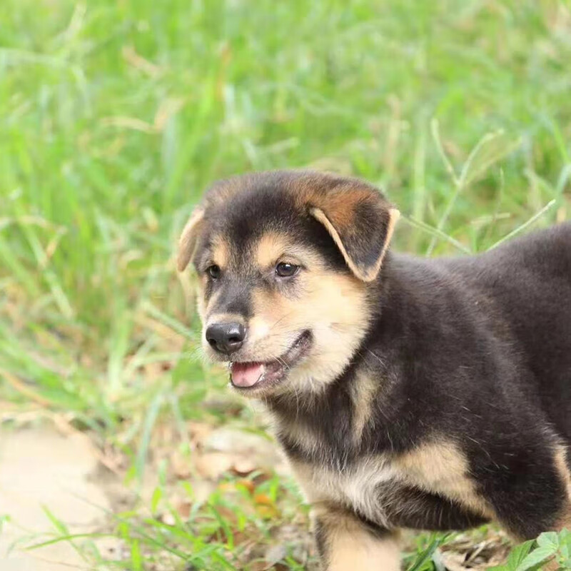 麦基乐 纯种广西土猎犬养殖打猎师傅狗黄狗犬活体幼犬【图片 价格