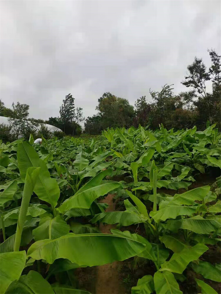 芭蕉树苗庭院大型绿植花卉芭蕉苗 北方耐寒观赏芭蕉树苗盆栽大叶植物