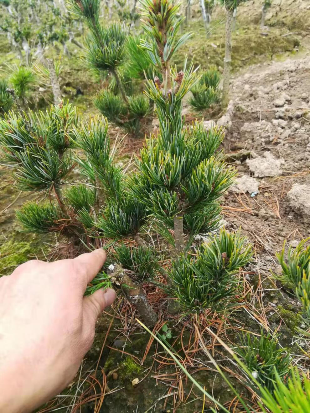 精品日本大阪松小苗五针松盆景树桩造型短针嫁接苗那须娘松树黑松五针
