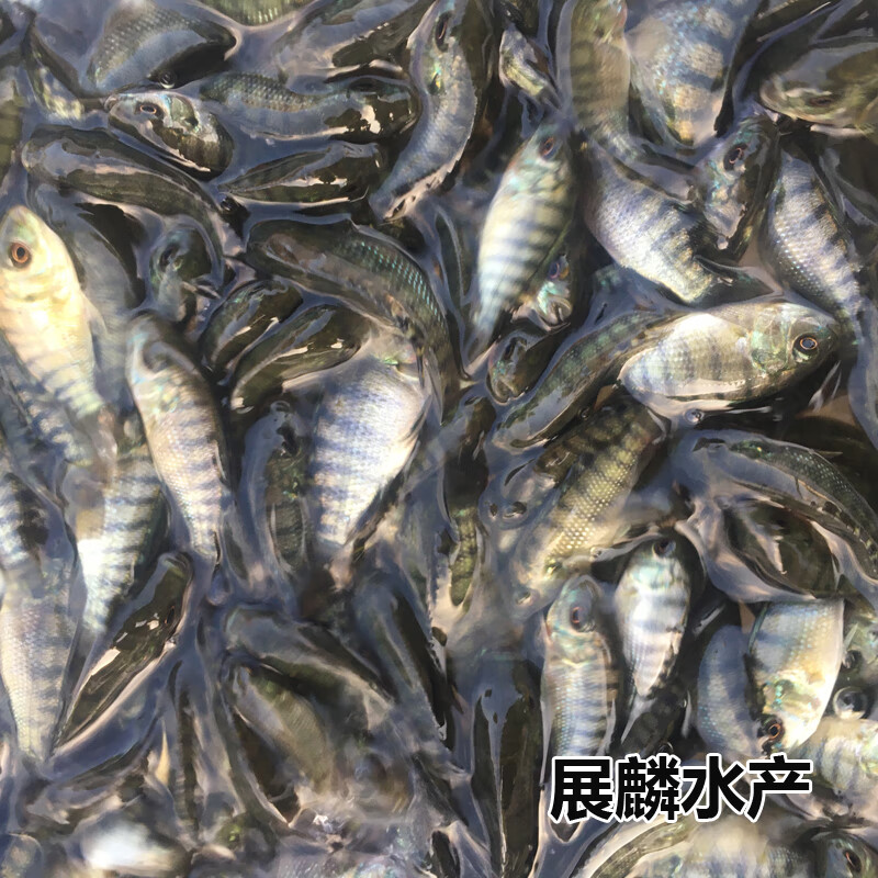 特大种罗非鱼苗海南罗非快大饲料罗非苗渔场直供非洲鲫鱼包活家养鱼
