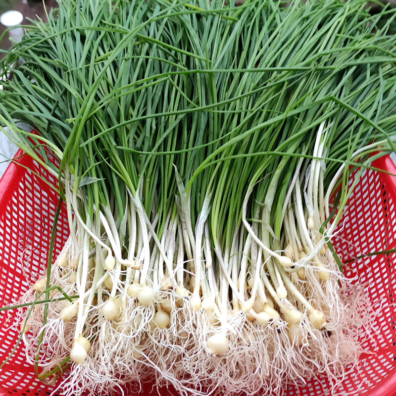 预售预售湖南新鲜野葱野菜深山现挖小根蒜胡葱葱百香葱野菜苦藠头薤白
