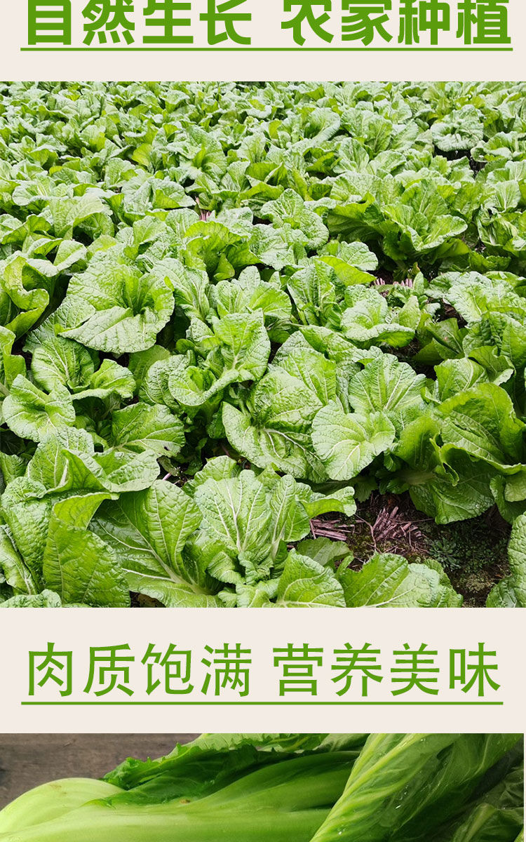 新鲜现摘大叶青菜泡菜腌制酸菜农家自种四川芥菜时令蔬菜当季苦菜5斤