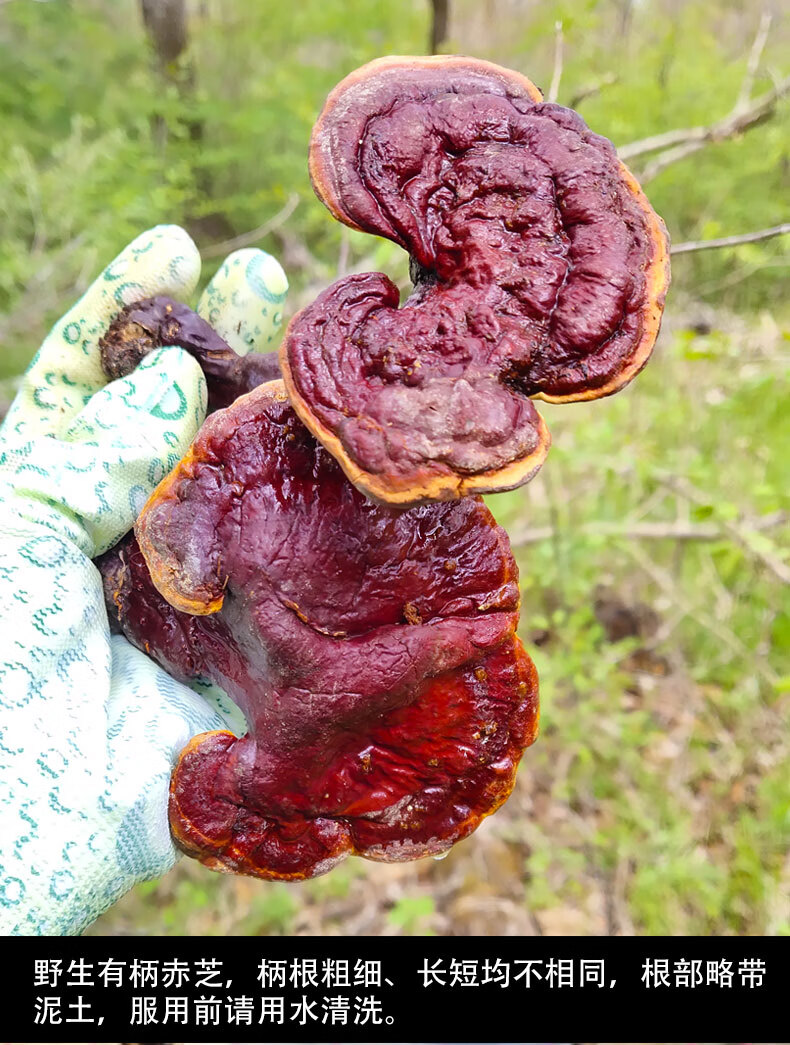 红灵芝伟博长白山灵芝野生有柄赤灵芝深山整枝林芝红灵芝干货泡酒可