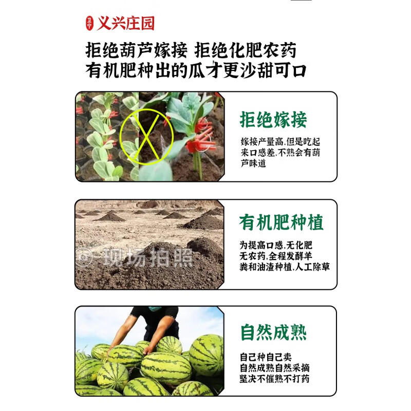有机肥特大西瓜现摘现发宁夏中卫沙瓤沙新鲜应季水果同品种24斤