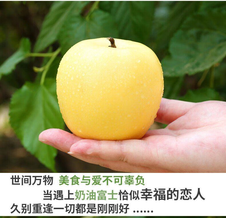 【山东黄金奶油富士苹果】栖霞富硒脆甜黄焦白苹果糖心维纳斯水果礼盒