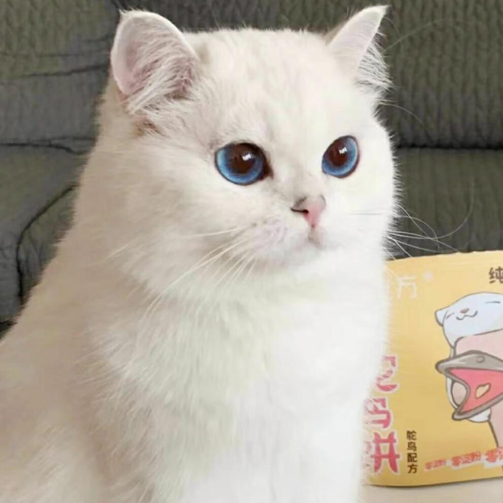 荣郁 英短银渐层纯种幼崽包子脸蓝眼银渐层矮脚猫活体幼猫蓝猫混血