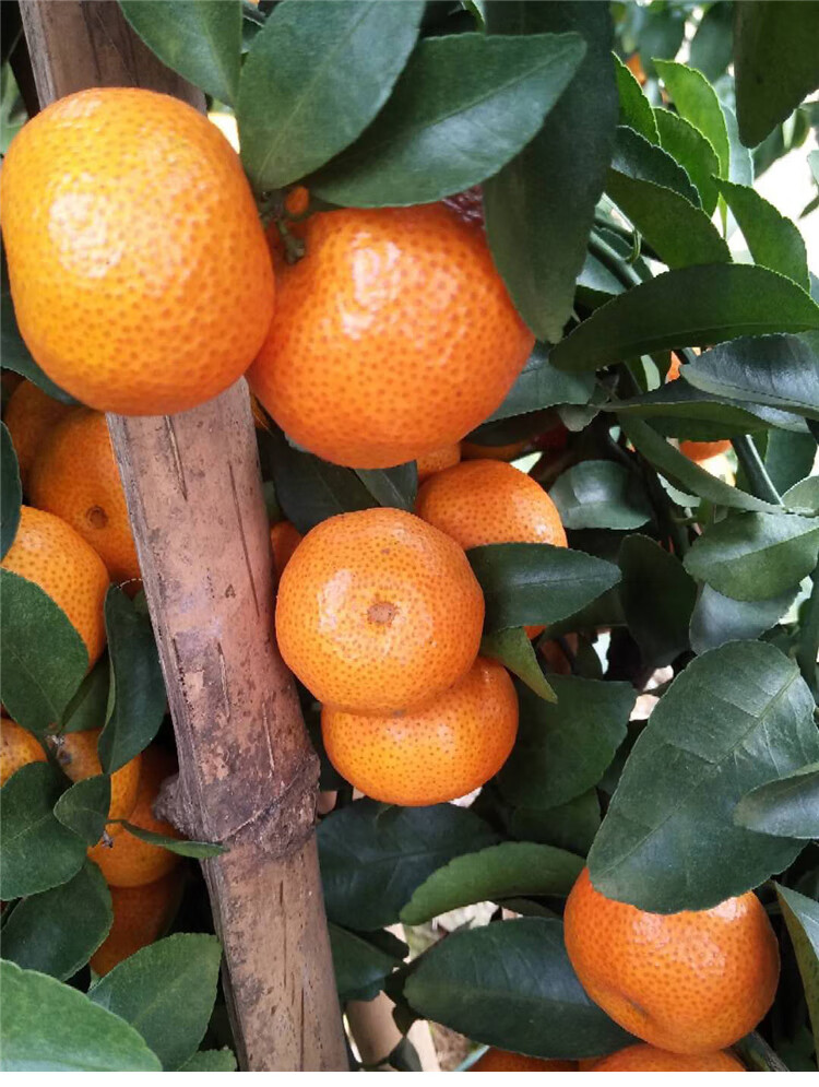 广东四会沙糖桔当季新鲜水果小砂糖橘子无核薄皮10斤顺丰孕妇精选大果