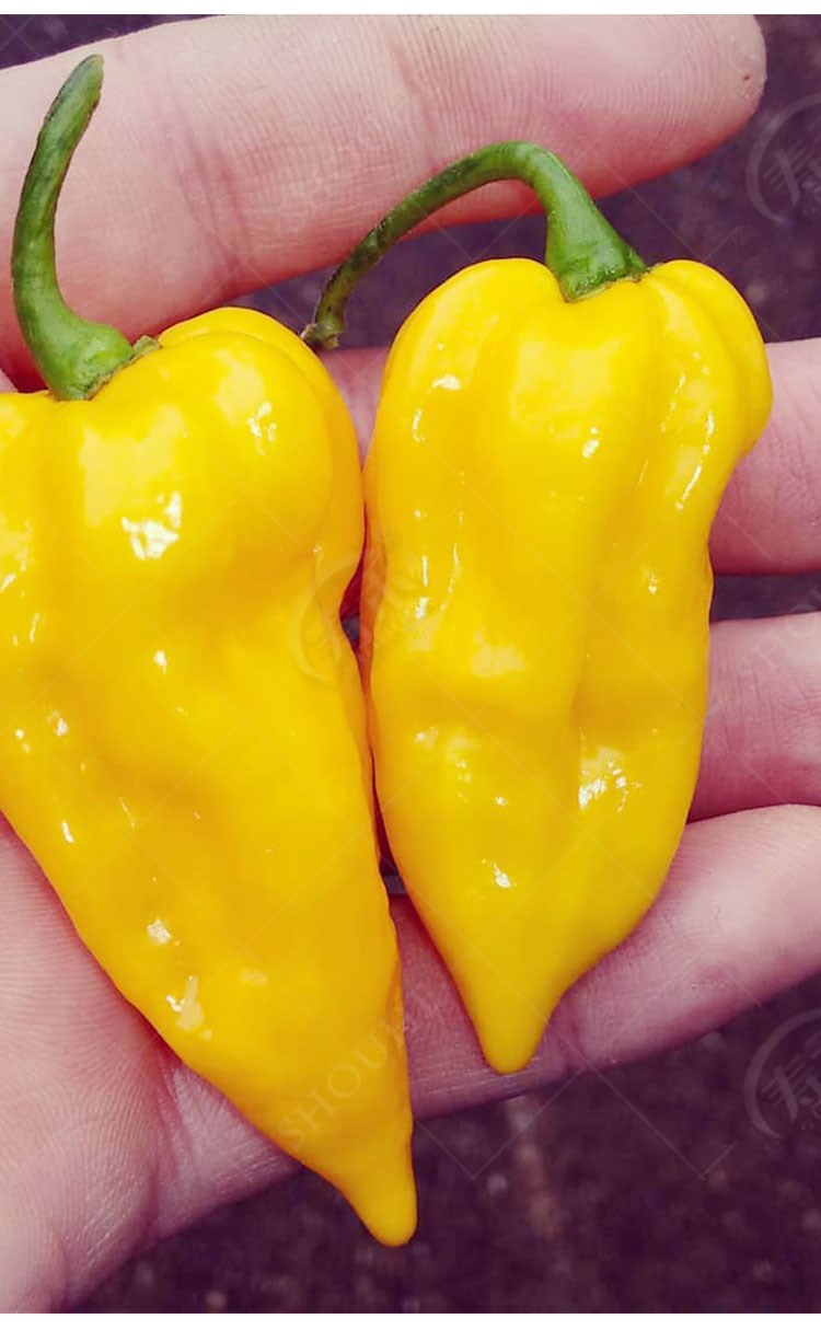 印度魔鬼椒辣椒苗秧苗种特辣四季海南黄灯笼蔬菜种籽孑籽种秧苗特红色