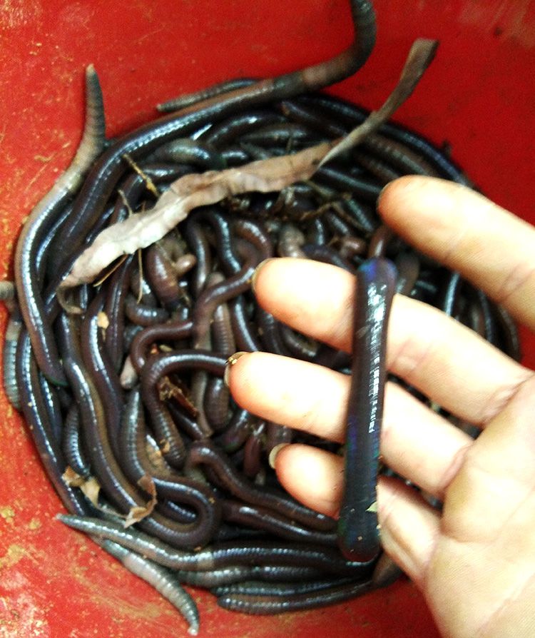 黑蚯蚓活体蚯蚓青蚯蚓大蚯蚓灰蚯蚓土蚯蚓臭蚯蚓鱼饵通货1斤