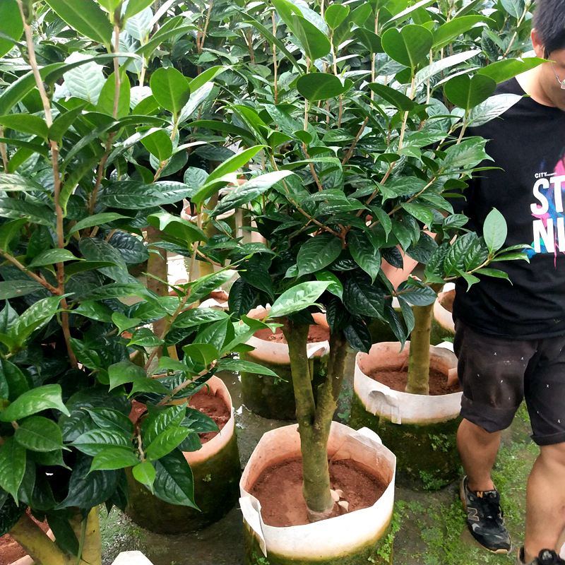 防城金花茶树苗黄遵四季阳台花卉盆栽好养室内绿植名贵精选防城金茶1